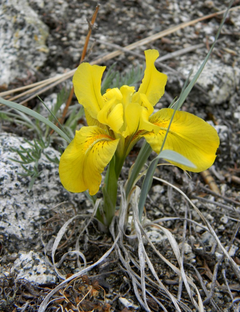 Изображение особи Iris potaninii.