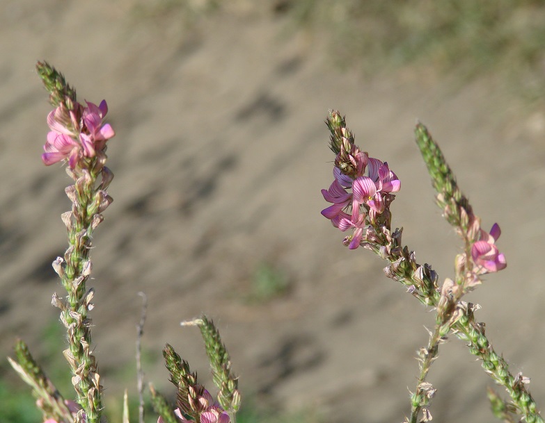 Image of Onobrychis arenaria specimen.