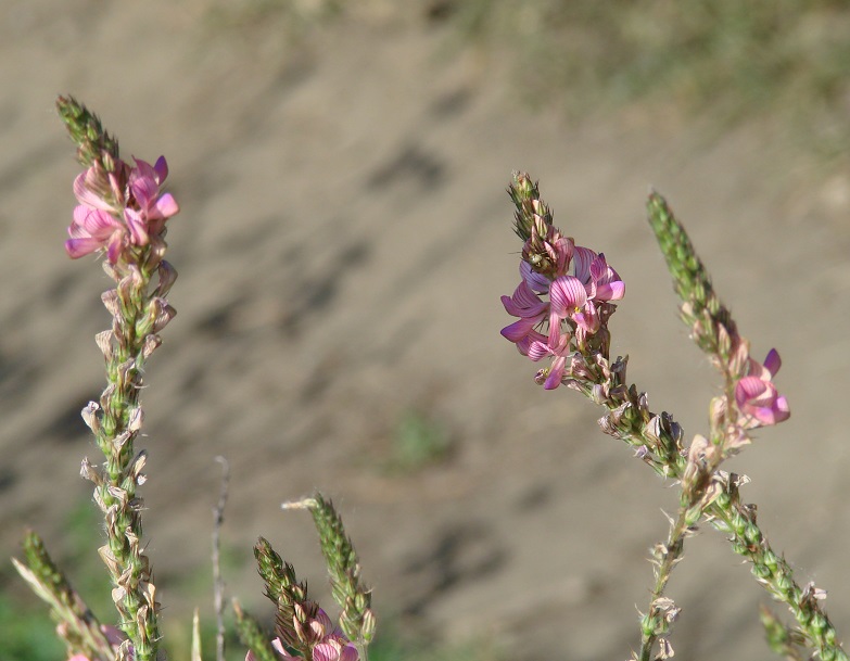 Изображение особи Onobrychis arenaria.