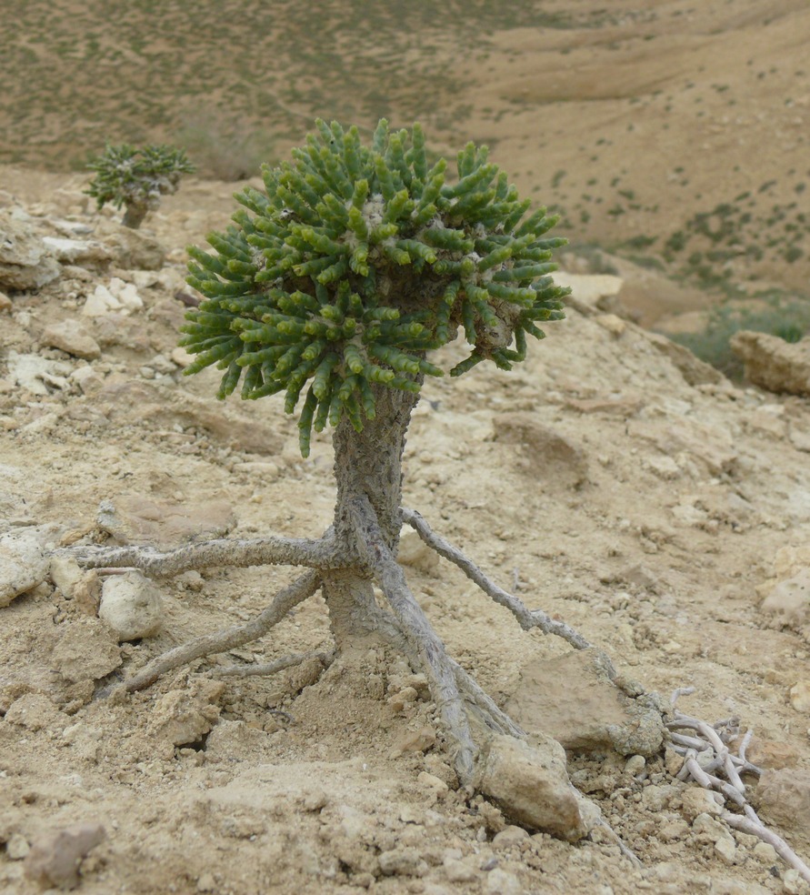 Изображение особи Anabasis cretacea.