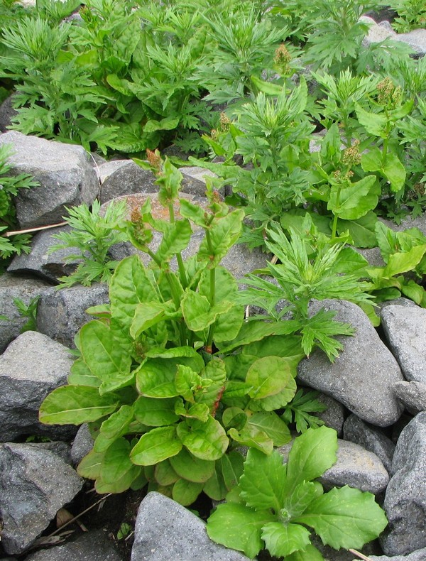 Изображение особи Rumex aquaticus.