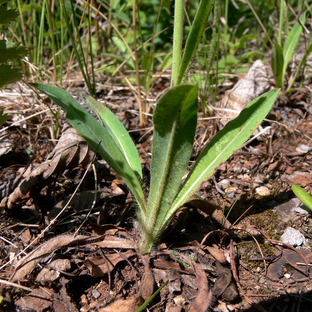 Image of Pilosella onegensis specimen.