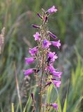 Campanula sibirica. Соцветие. Новосибирская область. Июль 2009 г.