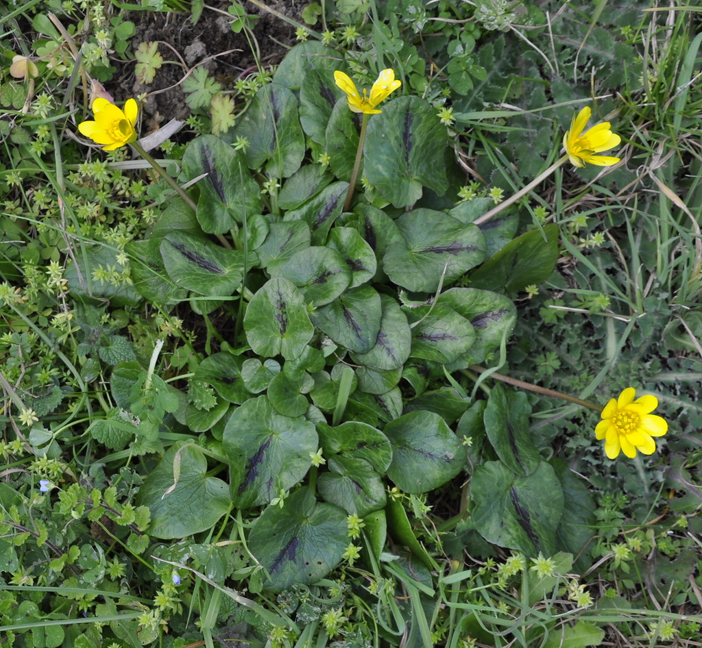 Image of Ficaria calthifolia specimen.