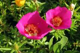 Portulaca grandiflora