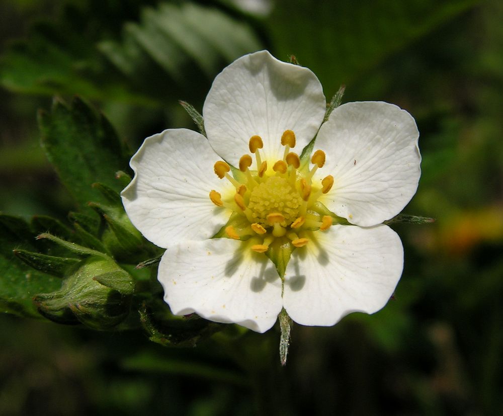 Изображение особи Fragaria orientalis.