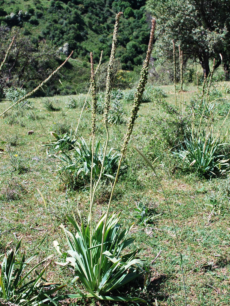 Image of Eremurus regelii specimen.