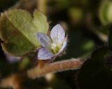 Veronica hederifolia. Цветок. Украина, Луганская обл., окр. пос. Паньковка, у грунтовой дороги вдоль р. Северский Донец. 22.03.2014.