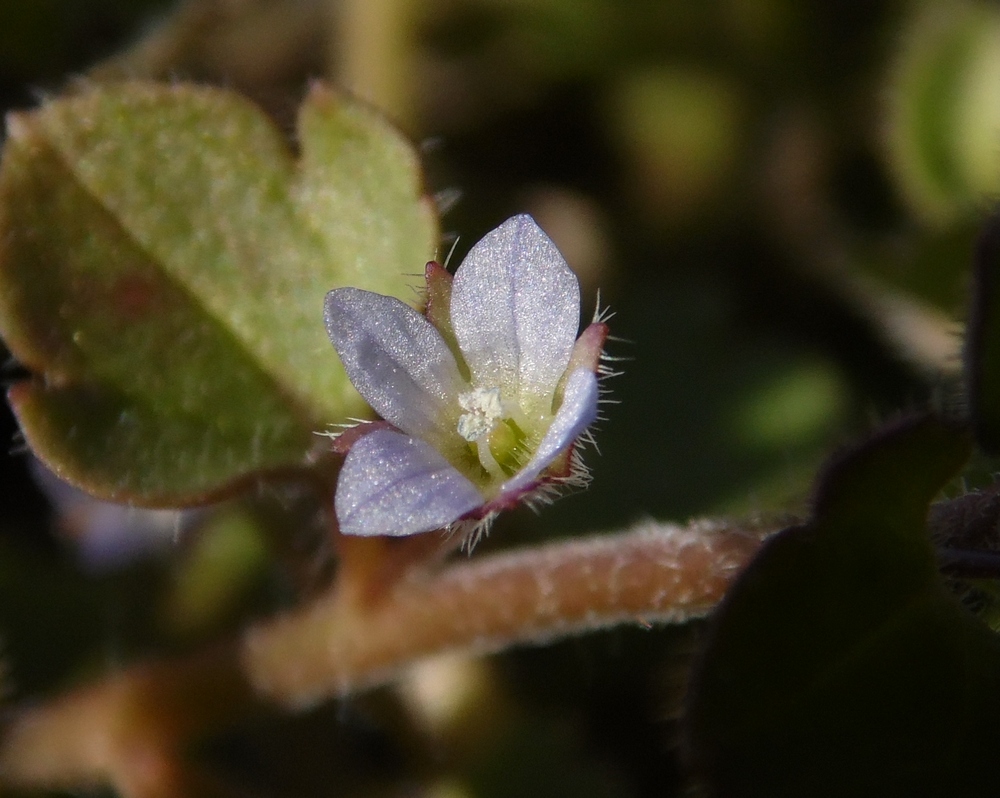 Image of Veronica hederifolia specimen.