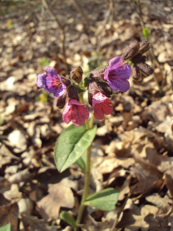 Image of Pulmonaria obscura specimen.