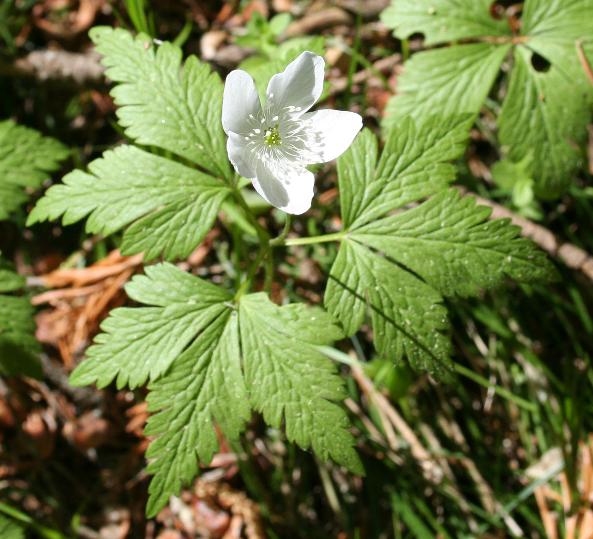 Image of Anemone umbrosa specimen.