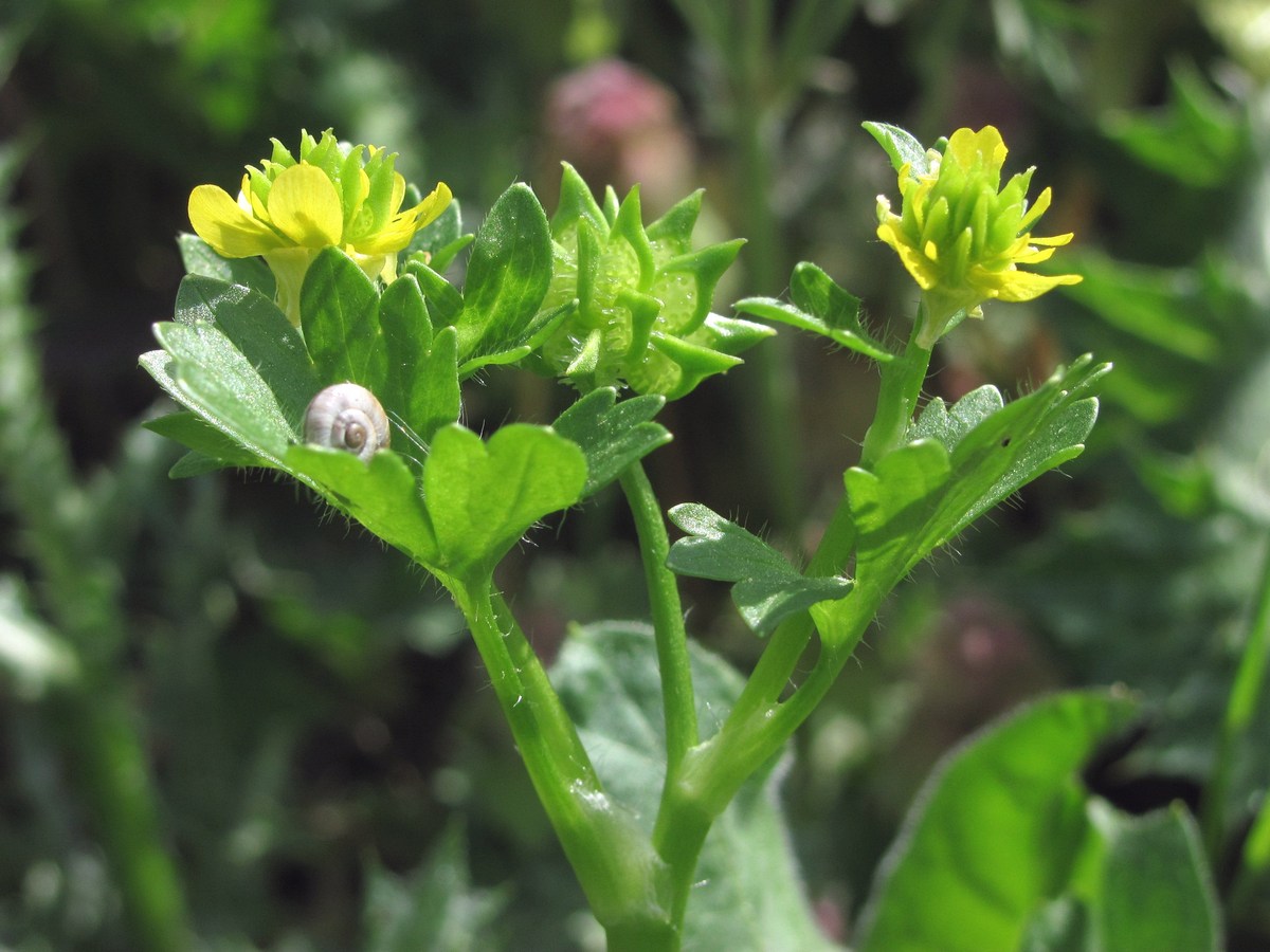 Изображение особи Ranunculus muricatus.