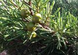 Juniperus phoenicea