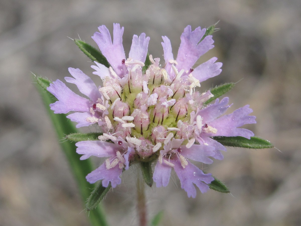 Image of Lomelosia rotata specimen.