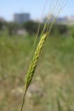 Triticum boeoticum