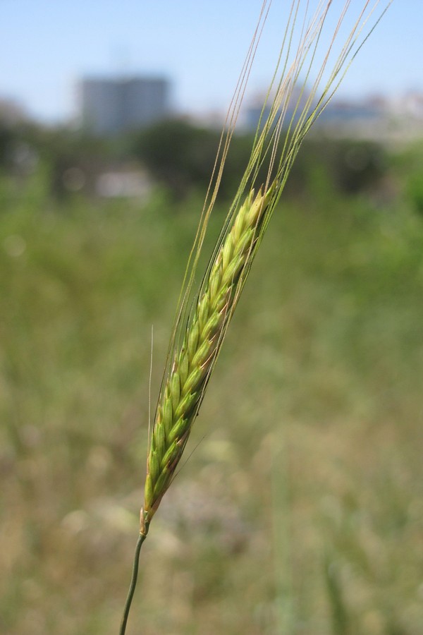 Изображение особи Triticum boeoticum.