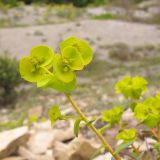 Euphorbia petrophila. Верхушка цветущего растения. Краснодарский край, м/о г. Новороссийск, окр. пос. Абрау-Дюрсо, можжевеловое редколесье. 26.04.2014.