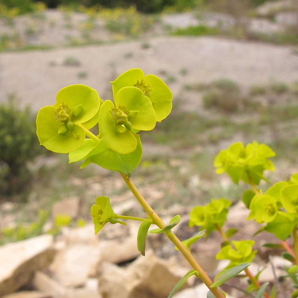 Image of Euphorbia petrophila specimen.