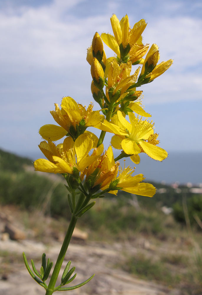 Изображение особи Hypericum lydium.