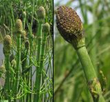 Equisetum fluviatile. Верхушки генеративных побегов со стробилами. Нидерланды, окрестности Гронингена, в придорожной канаве. Апрель 2007 г.