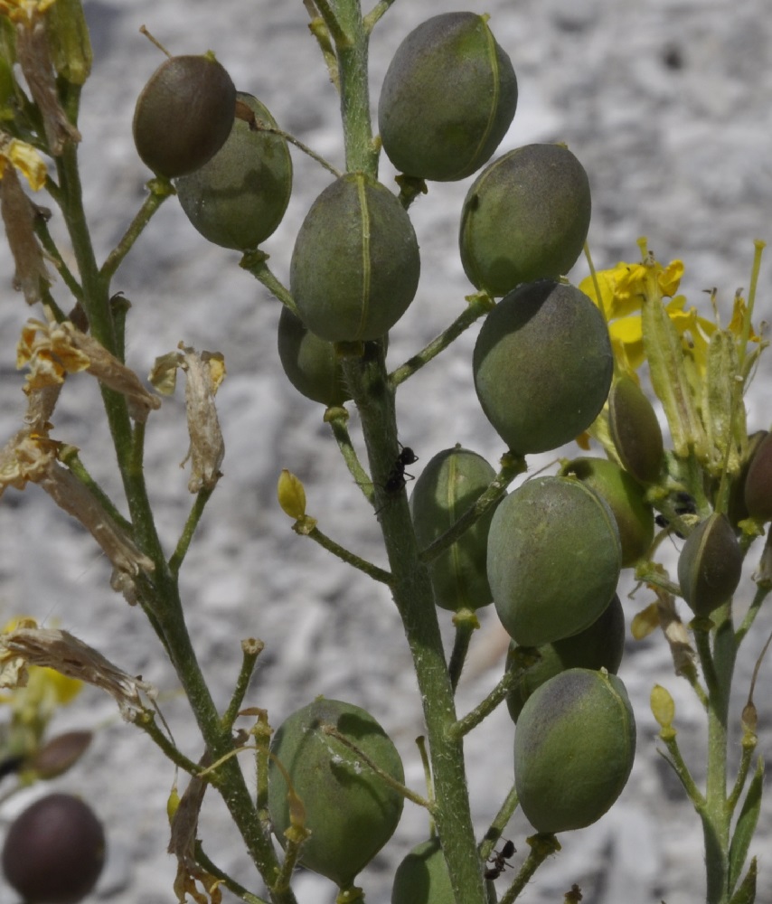 Изображение особи Alyssoides utriculata.