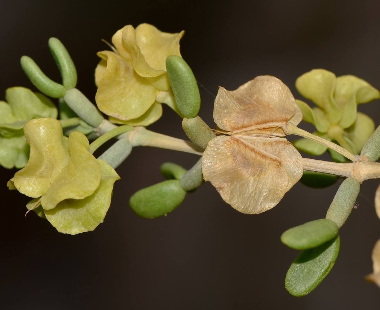 Image of Tetraena dumosa specimen.