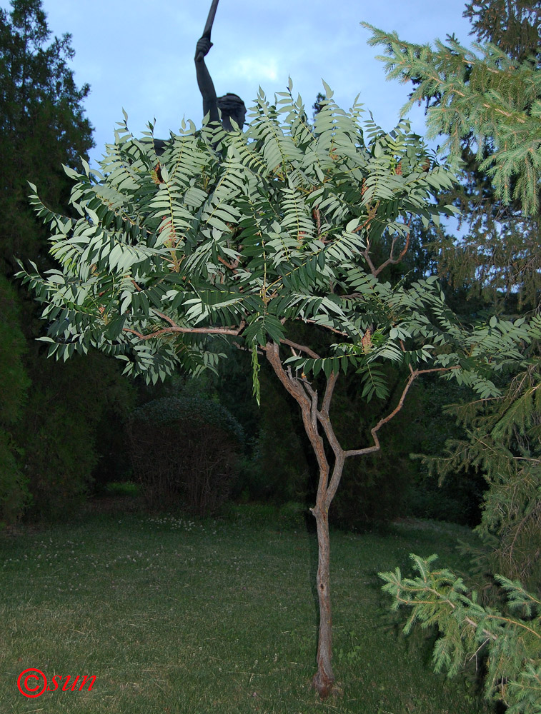 Image of Rhus typhina specimen.