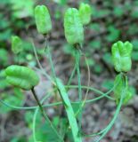 Ornithogalum arcuatum
