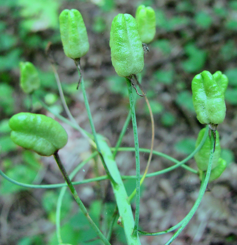 Image of Ornithogalum arcuatum specimen.