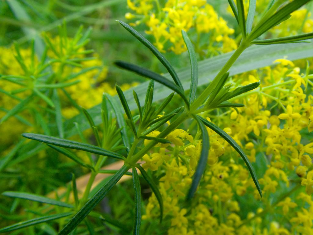 Изображение особи Galium glabratum.