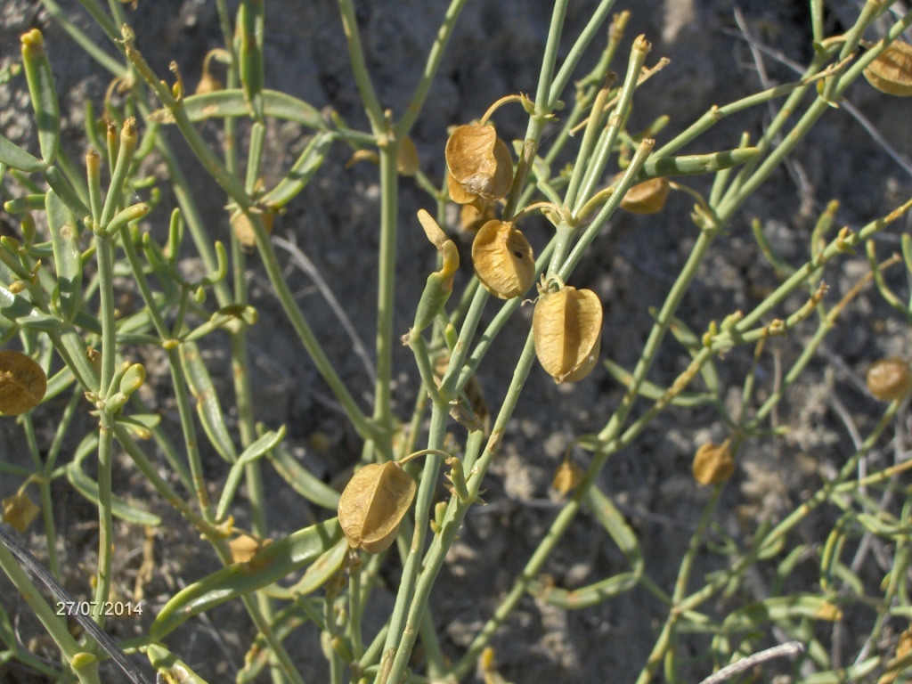 Изображение особи Zygophyllum ovigerum.