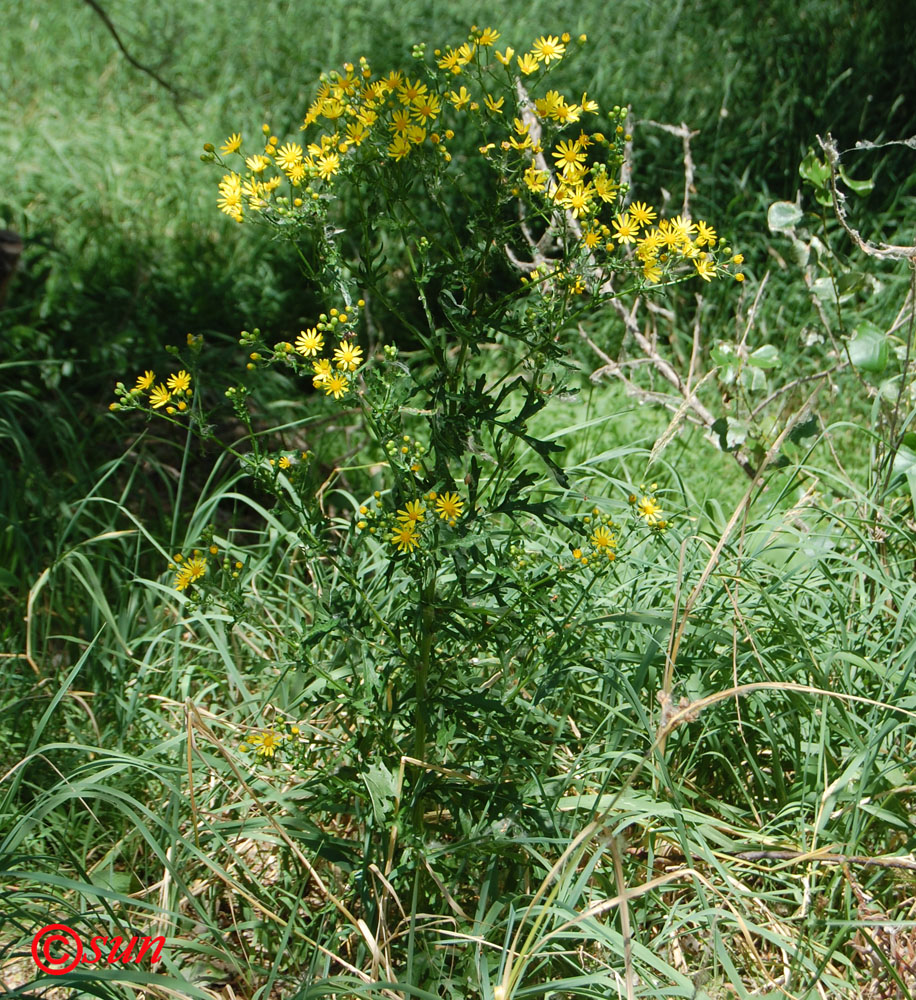 Image of Senecio jacobaea specimen.