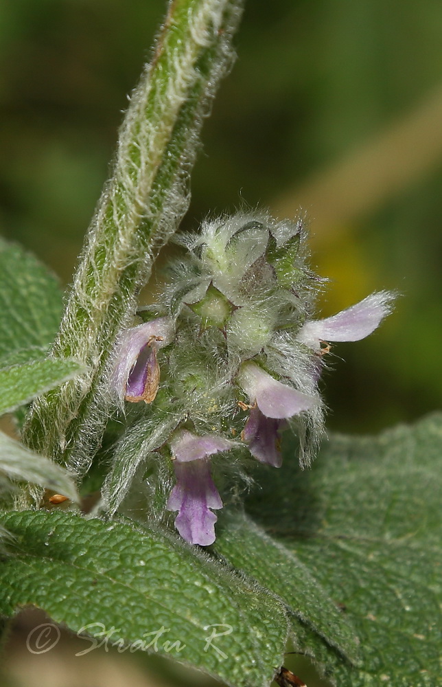 Image of Stachys germanica specimen.