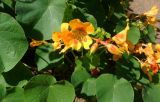 Tropaeolum minus