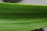 Stratiotes aloides. Часть листа с характерными колючими зубчиками по краю. Нидерланды, Гронинген, пруд у университетского госпиталя (UMCG). 8 августа 2009 г.