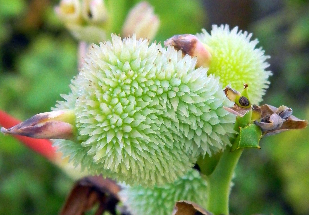 Image of genus Canna specimen.