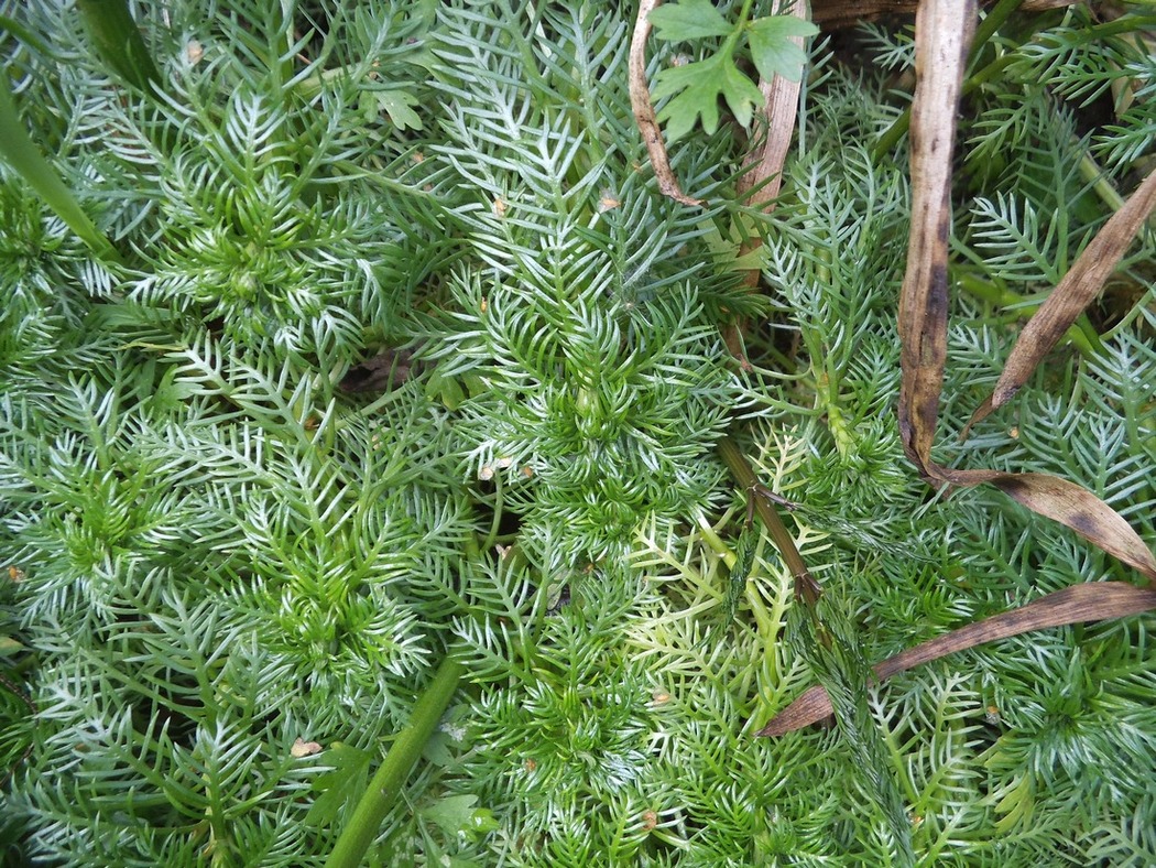 Image of Hottonia palustris specimen.