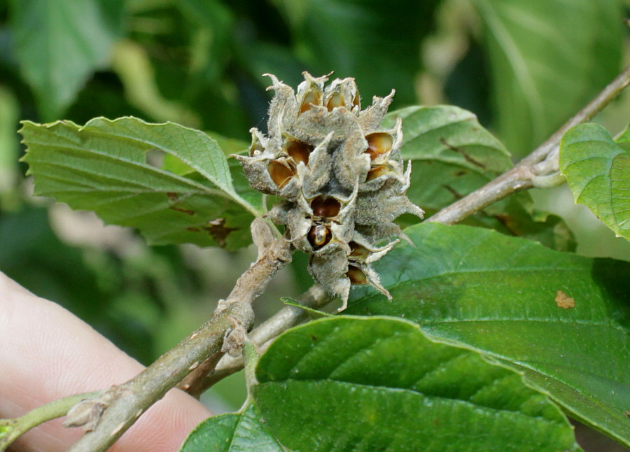 Изображение особи Parrotiopsis jacquemontiana.