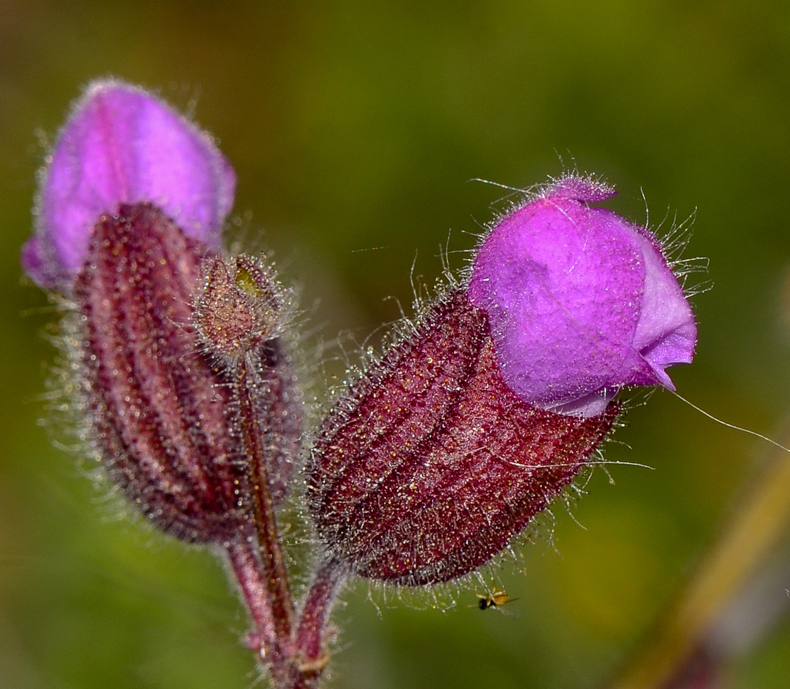 Image of Salvia pinnata specimen.