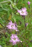 Dianthus superbus