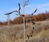 familia Asteraceae. Средняя часть засохшего побега отплодоносившего растения. Амурская обл., в ~ 32 км севернее Благовещенска, понижение между полями. 08.10.2014.