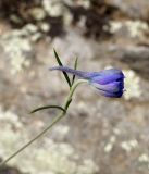 Delphinium grandiflorum