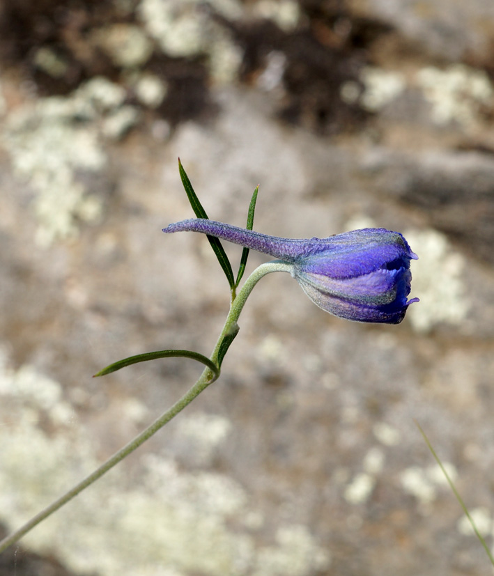 Изображение особи Delphinium grandiflorum.