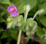 Tinantia erecta. Отцветающее соцветие ('Purpurea'). Германия, г. Крефельд, Ботанический сад. 06.09.2014.