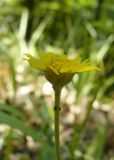 Anthemis tinctoria. Соцветие. Крым, Ялта, ущелье Уч-Кош. 05.08.2009.