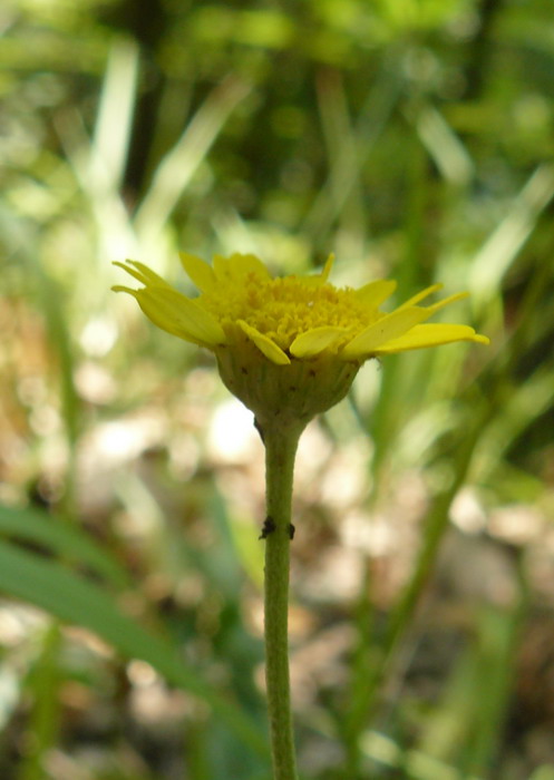 Image of Anthemis tinctoria specimen.