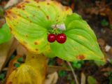 Maianthemum bifolium