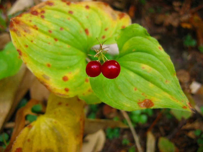 Image of Maianthemum bifolium specimen.