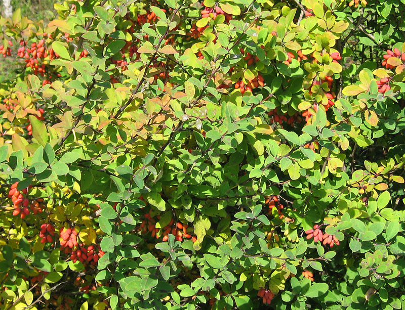 Изображение особи Berberis vulgaris.