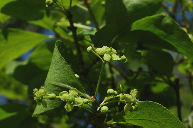 Image of Euonymus sacrosanctus specimen.